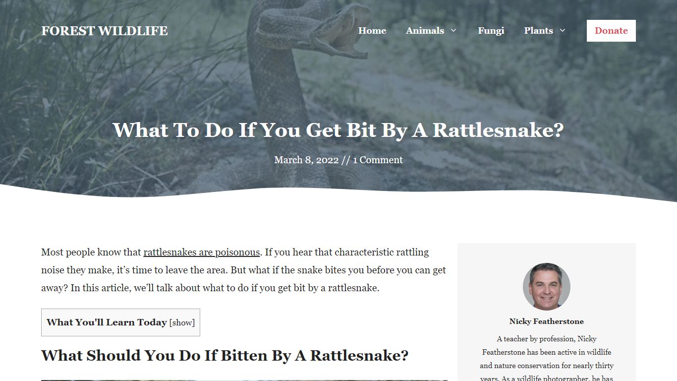 What To Do If You Get Bit By A Rattlesnake? — Forest Wildlife